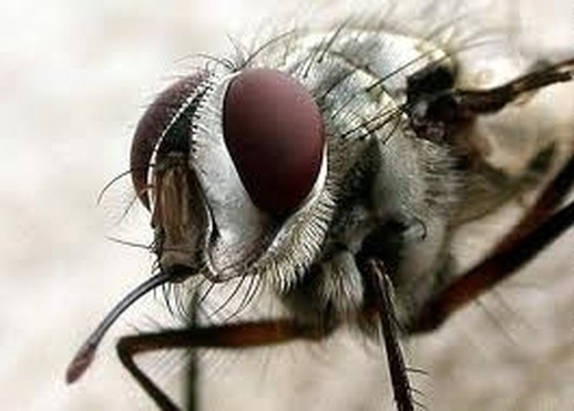 Characteristics of Blood Sucking Mouthparts - How Flies Feed
