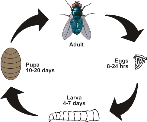 life cycle of a fly time